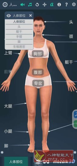 Human body（female）人体解剖系统女性3D V1.0客创社区-专注互联网轻资产资源整合与分享客创社区-专注互联网轻资产资源整合与分享