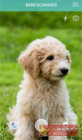 Dog Scanner 狗狗鉴定器v22.2.21-G高级版客创社区-专注互联网轻资产资源整合与分享客创社区-专注互联网轻资产资源整合与分享