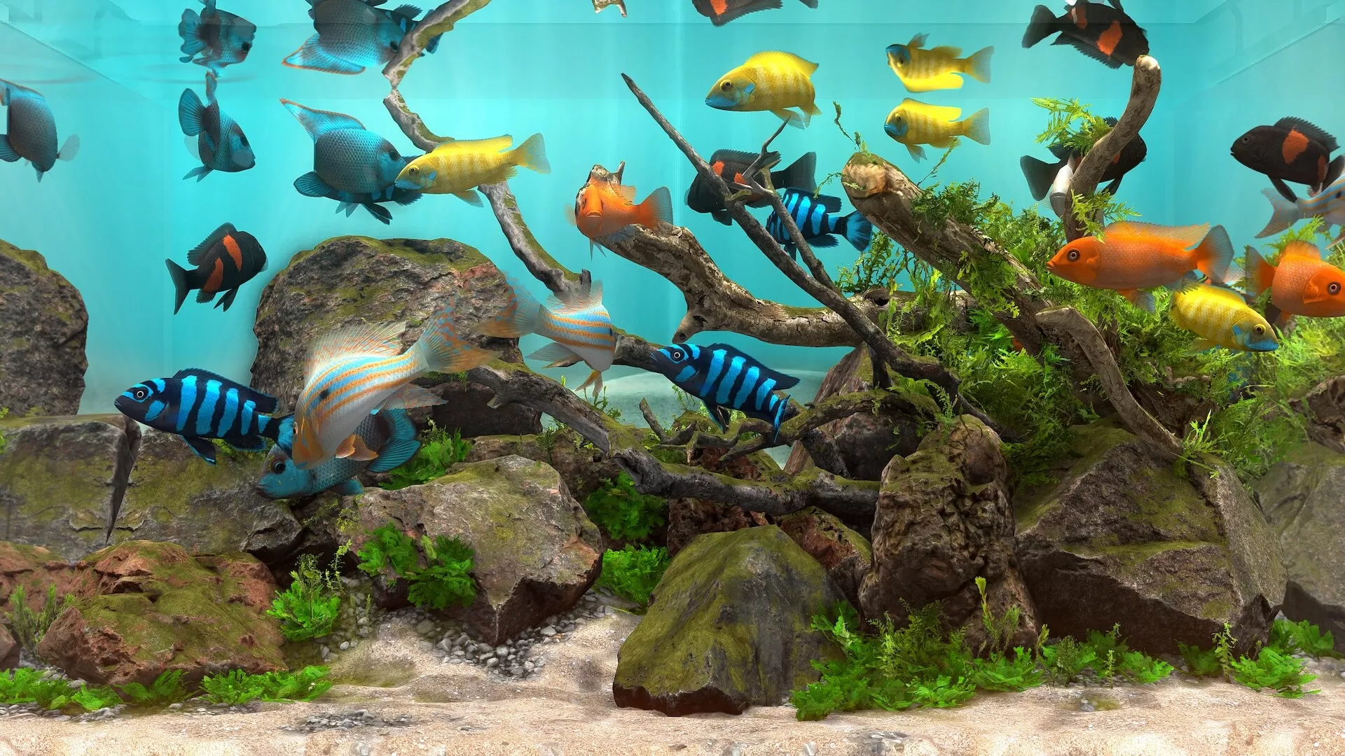 玻璃背后：水族馆模拟器/Behind Glass: Aquarium Simulator 版本更新客创社区-专注互联网轻资产资源整合与分享客创社区-专注互联网轻资产资源整合与分享